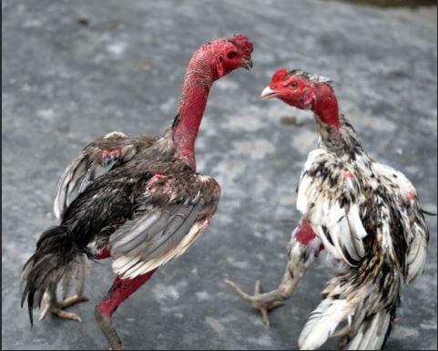 Bật mí cách chơi đá gà ăn tiền trực tuyến từ cao thủ 3