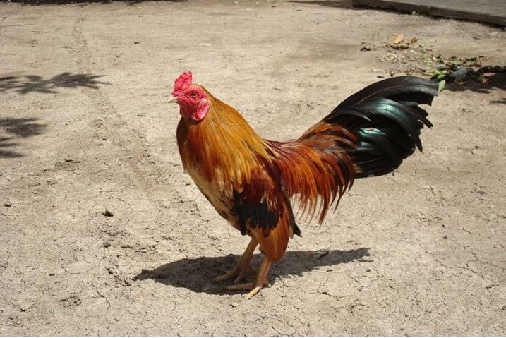 Bật mí về cách chọn độ gà tre cựa sắt ăn tiền thắng liên tục 1