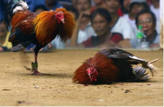 Cách tải ứng dụng xem đá gà online trên di dộng hiện nay 4