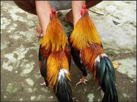 Chia sẻ kinh nghiệm đá gà trực tuyến Thomo 999 hay ho từ cao thủ đá gà 3