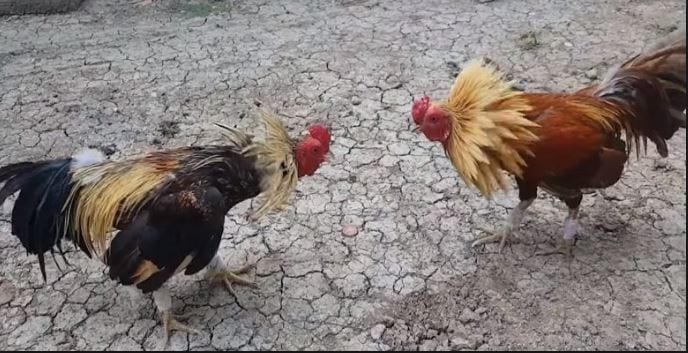 Chia sẻ kinh nghiệm đá gà trực tuyến Thomo 999 hay ho từ cao thủ đá gà 1