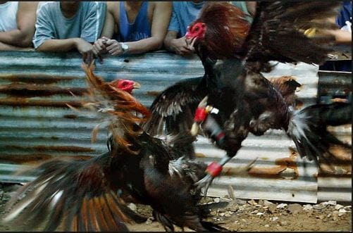 Chia sẻ phương pháp chơi đá gà trực tuyến an toàn 1