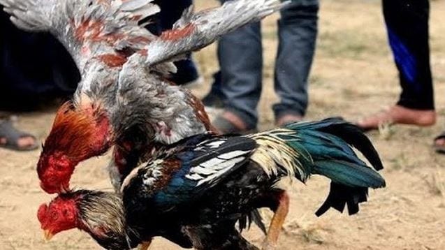 Chia sẻ phương pháp chơi đá gà trực tuyến an toàn 4