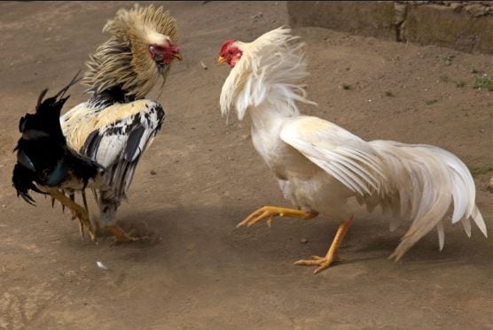 Có nên chơi đá gà nòi cựa sắt trực tuyến hay không? 4