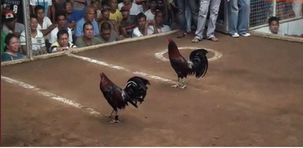 Hướng dẫn chi tiết cách xem đá gà trực tuyến Campuchia chính xác nhất 3