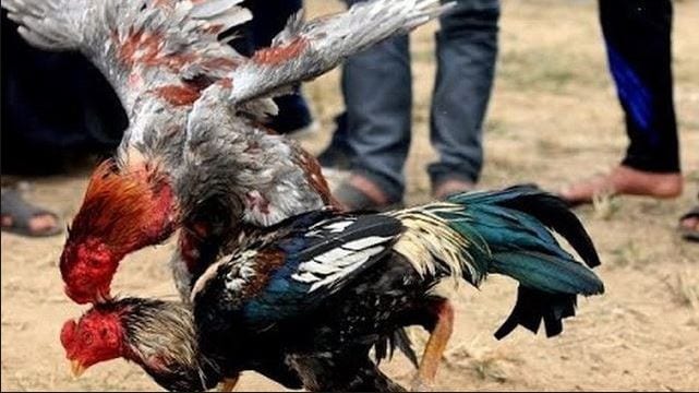 Hướng dẫn tải và cài đặt ứng dụng đá gà trực tuyến trên di động 1