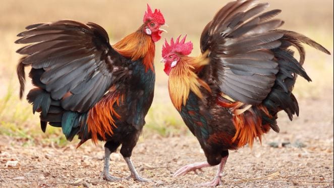 Kinh nghiệm xương máu chơi đá gá ăn tiền hiệu quả 'Cược là thắng' 1