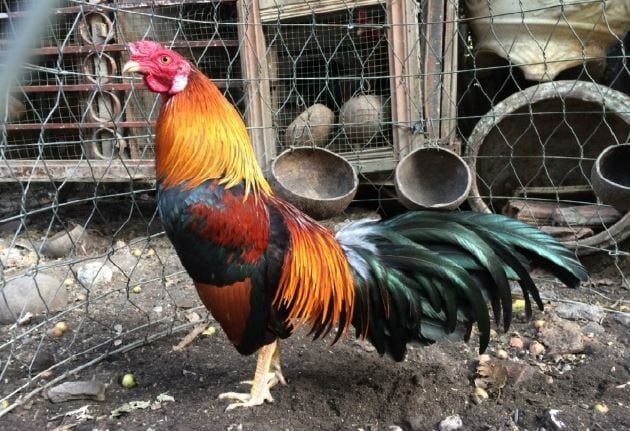 Những điều nên biết khi cá độ gà tre ăn tiền mà người chơi cần nắm rõ 1