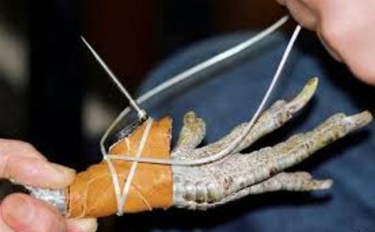 Những lưu ý khi quấn cựa trong đá gà cựa sắt người chơi cần nhớ 1