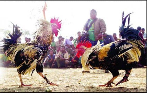 Phân biệt sự khác nhau giữa đá gà nòi và đá gà Mỹ hiện nay 4