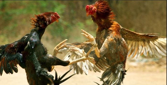 Tiết lộ cách chọn nhà cái đá gà trên mạng uy tín có thể tin tưởng được 1