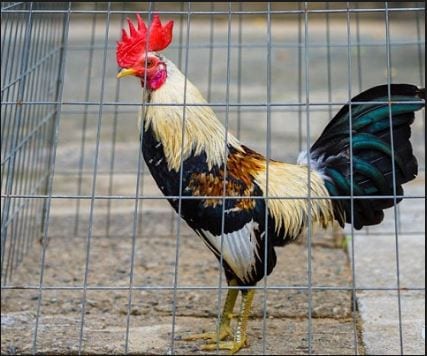 Tìm hiểu hình thức đá gà tre cựa sắt phổ biến hiện nay 4