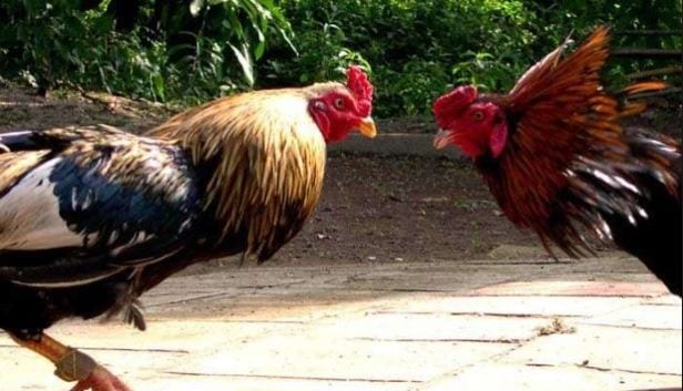 Tìm hiểu luật chơi đá gà cựa sắt Campuchia đầy đủ nhất hiện nay 1