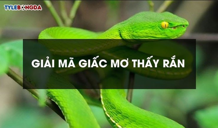 Giải đáp giấc mơ – nằm mơ thấy rắn đánh con gì trong lô đề 1 Giải mã nằm mơ thấy rắn đánh con số gì